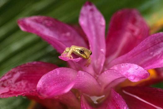 Cute Baby pine woods tree frog Dryphophytes femoralis perched on a red ginger flower in Naples, Florida.