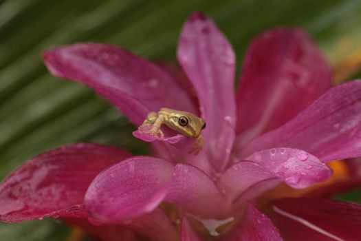 Cute Baby pine woods tree frog Dryphophytes femoralis perched on a red ginger flower in Naples, Florida.