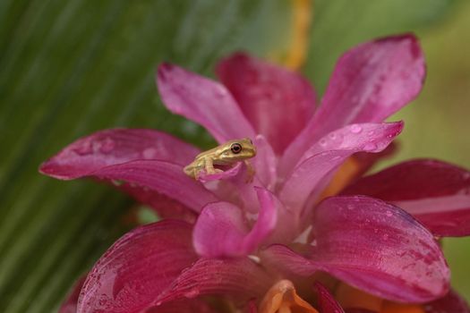 Cute Baby pine woods tree frog Dryphophytes femoralis perched on a red ginger flower in Naples, Florida.