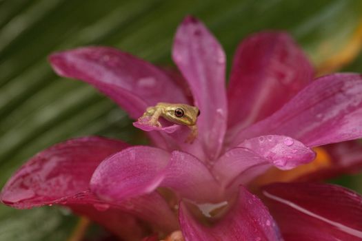 Cute Baby pine woods tree frog Dryphophytes femoralis perched on a red ginger flower in Naples, Florida.