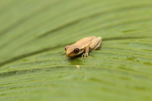 Baby pine woods tree frog Dryphophytes femoralis perched on a green ginger leaf in Naples, Florida.