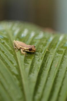 Baby pine woods tree frog Dryphophytes femoralis perched on a green ginger leaf in Naples, Florida.