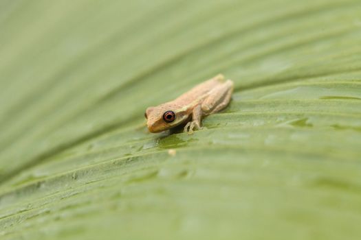 Baby pine woods tree frog Dryphophytes femoralis perched on a green ginger leaf in Naples, Florida.