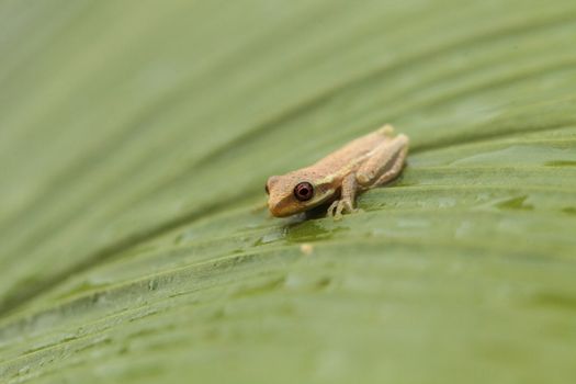 Baby pine woods tree frog Dryphophytes femoralis perched on a green ginger leaf in Naples, Florida.