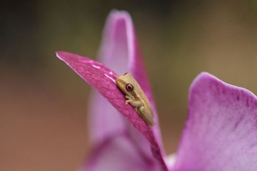 Green Baby pine woods tree frog Dryphophytes femoralis perched on an orchid flower in Naples, Florida.