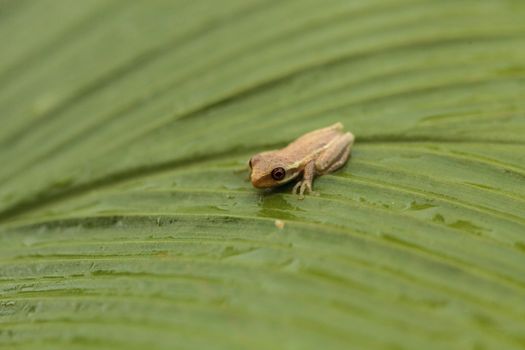 Baby pine woods tree frog Dryphophytes femoralis perched on a green ginger leaf in Naples, Florida.