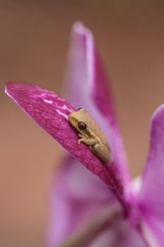 Green Baby pine woods tree frog Dryphophytes femoralis perched on an orchid flower in Naples, Florida.