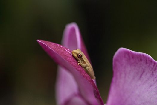 Green Baby pine woods tree frog Dryphophytes femoralis perched on an orchid flower in Naples, Florida.