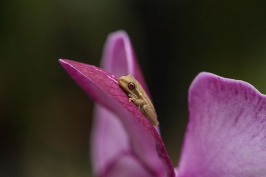 Green Baby pine woods tree frog Dryphophytes femoralis perched on an orchid flower in Naples, Florida.