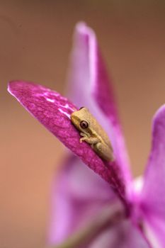 Green Baby pine woods tree frog Dryphophytes femoralis perched on an orchid flower in Naples, Florida.