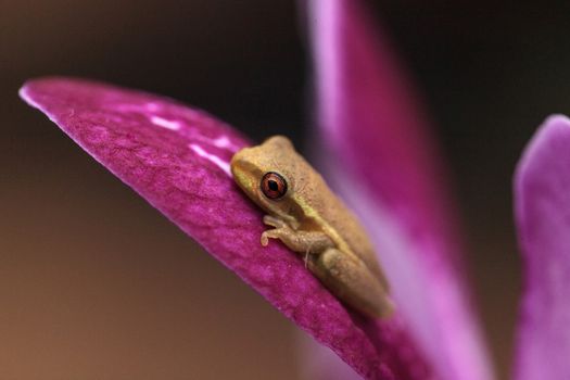 Green Baby pine woods tree frog Dryphophytes femoralis perched on an orchid flower in Naples, Florida.