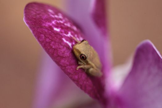 Green Baby pine woods tree frog Dryphophytes femoralis perched on an orchid flower in Naples, Florida.