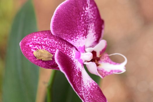 Green Baby pine woods tree frog Dryphophytes femoralis perched on an orchid flower in Naples, Florida.