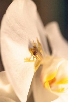 Green Baby pine woods tree frog Dryphophytes femoralis perched on an orchid flower in Naples, Florida.