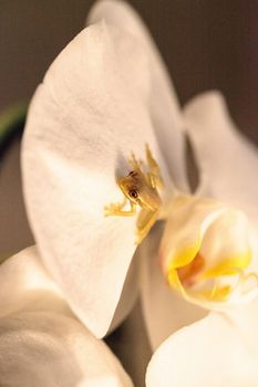 Green Baby pine woods tree frog Dryphophytes femoralis perched on an orchid flower in Naples, Florida.