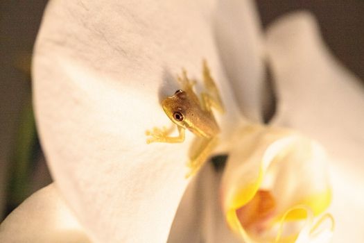 Green Baby pine woods tree frog Dryphophytes femoralis perched on an orchid flower in Naples, Florida.