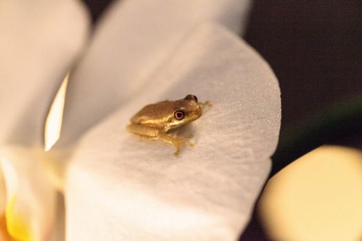 Green Baby pine woods tree frog Dryphophytes femoralis perched on an orchid flower in Naples, Florida.