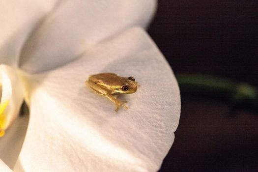 Green Baby pine woods tree frog Dryphophytes femoralis perched on an orchid flower in Naples, Florida.