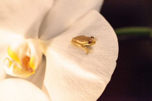 Green Baby pine woods tree frog Dryphophytes femoralis perched on an orchid flower in Naples, Florida.