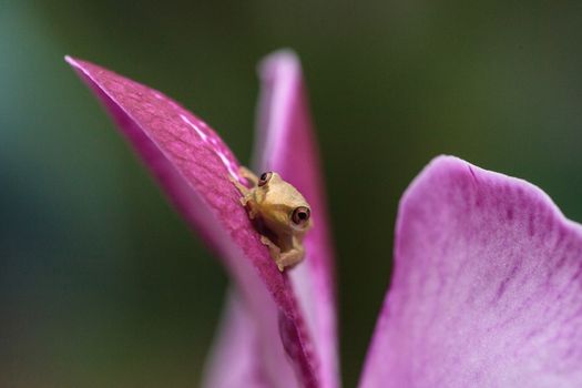 Green Baby pine woods tree frog Dryphophytes femoralis perched on an orchid flower in Naples, Florida.