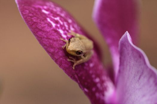 Green Baby pine woods tree frog Dryphophytes femoralis perched on an orchid flower in Naples, Florida.