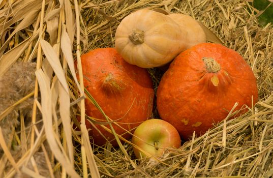 Several pumpkins and an apple lying on a straw