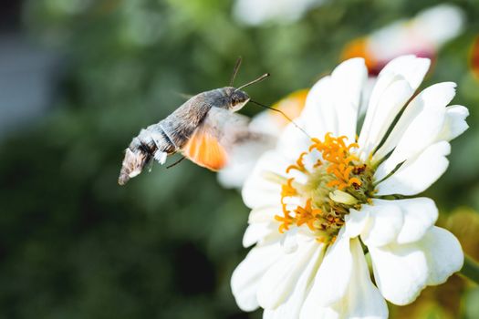 Hummingbird hawk-moth collect pollen from blooming white flower. Natural summer background.