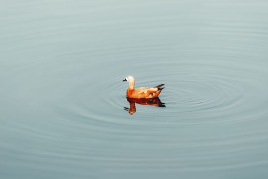 Alone red shelduck swims in water. Bright and colorful bird in pond. Natural minimalist background.