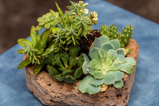 Succulent cactus garden in stone pot with a variety of cataceas. Interior decoration