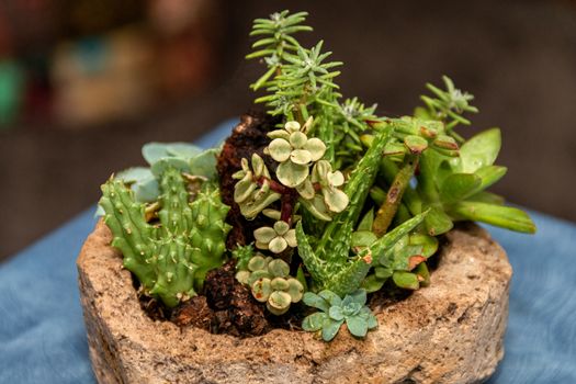 Succulent cactus garden in stone pot with a variety of cataceas. Interior decoration