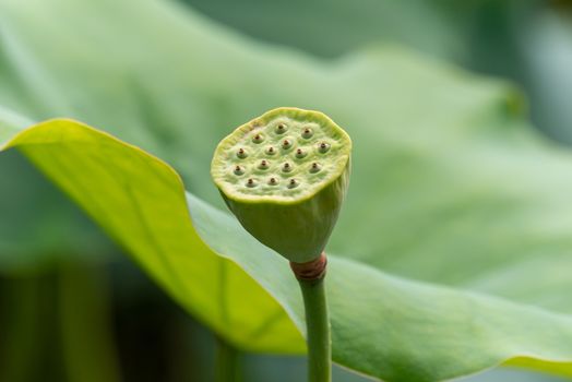 Lotus pod against green leaves in China