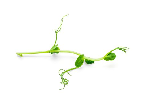 Micro greens - sprouts peas isolated on white background. Top view or flat lay.