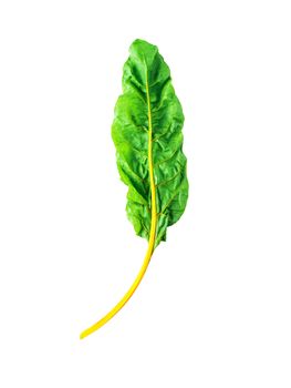 One swiss chard leaf isolated on white background. Fresh swiss rainbow chard with yellow and green colors, top view or flat lay