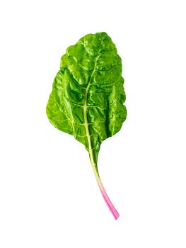 One swiss chard leaf isolated on white background. Fresh swiss rainbow chard with yellow and green colors, top view or flat lay