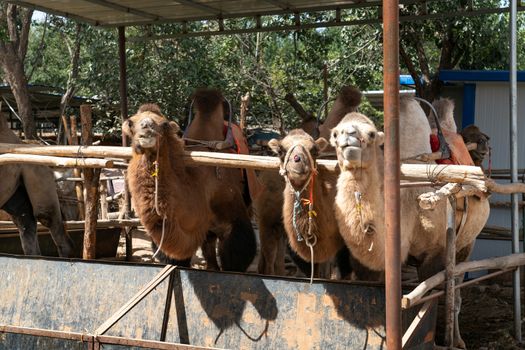 Camels farm, breeding shed in the rural farm, two-humped camels.