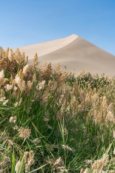 Green reeds around the desert. Photo in Dunhuang, China.