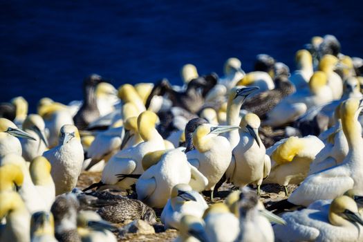 Gannet birds in the Bonaventure Island, near Perce, at the tip of Gaspe Peninsula, Quebec, Canada