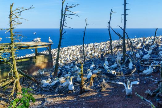 Colony of Gannet birds in the Bonaventure Island, near Perce, at the tip of Gaspe Peninsula, Quebec, Canada