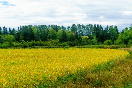 View of countryside and a yellow field near Bideford, Prince Edward Island, Canada