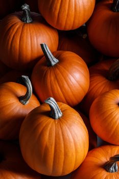 Many pumpkins collection on the autumn market