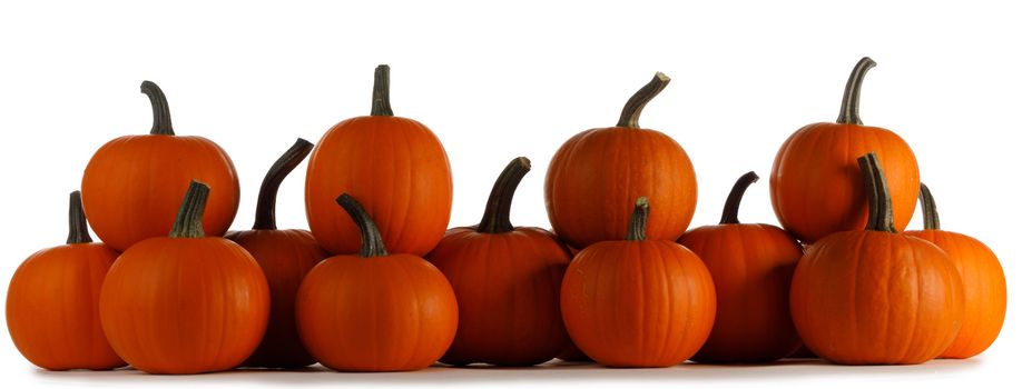 Row of orange pumpkins in a row isolated on white background, Halloween concept