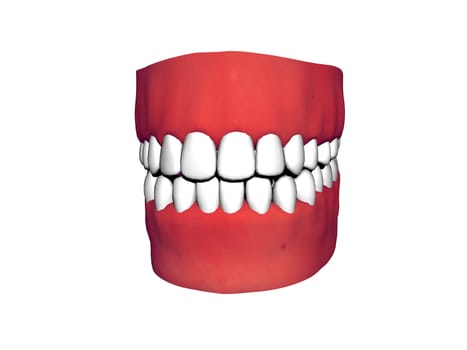 Bit with red gums and flawless white teeth