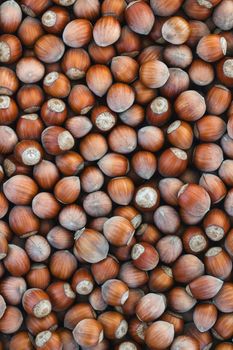 Hazelnuts vertical background. Top view of a group of hazelnuts of season.