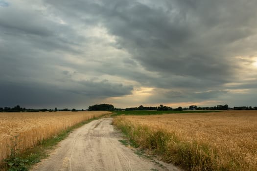Dirt road and grain field, grey cloudy sky