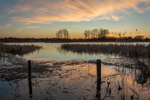 Reeds floating in lake water, sky after sunset, spring view