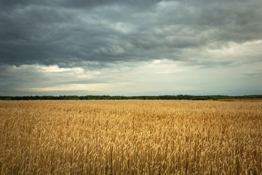 Golden field with grain and cloudy sky, summer view