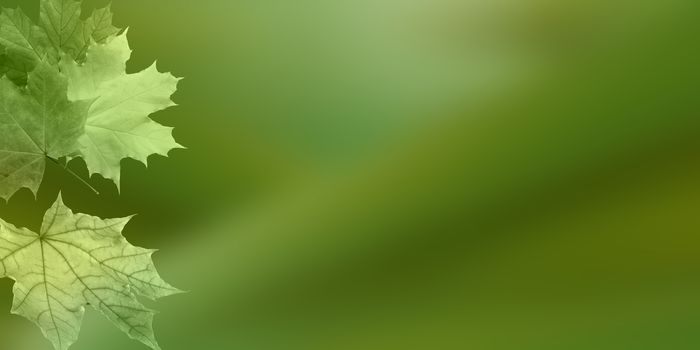 Beautiful green leaves on a blurred natural background.