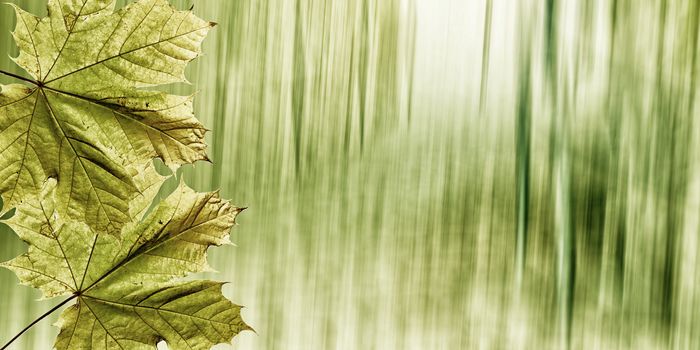 Beautiful green leaves on a blurred natural background.