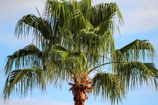 Close-up of plam tree in Playa de las Americas at canary island tenerife