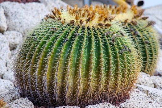 Barrel cactus at canary island tenerife